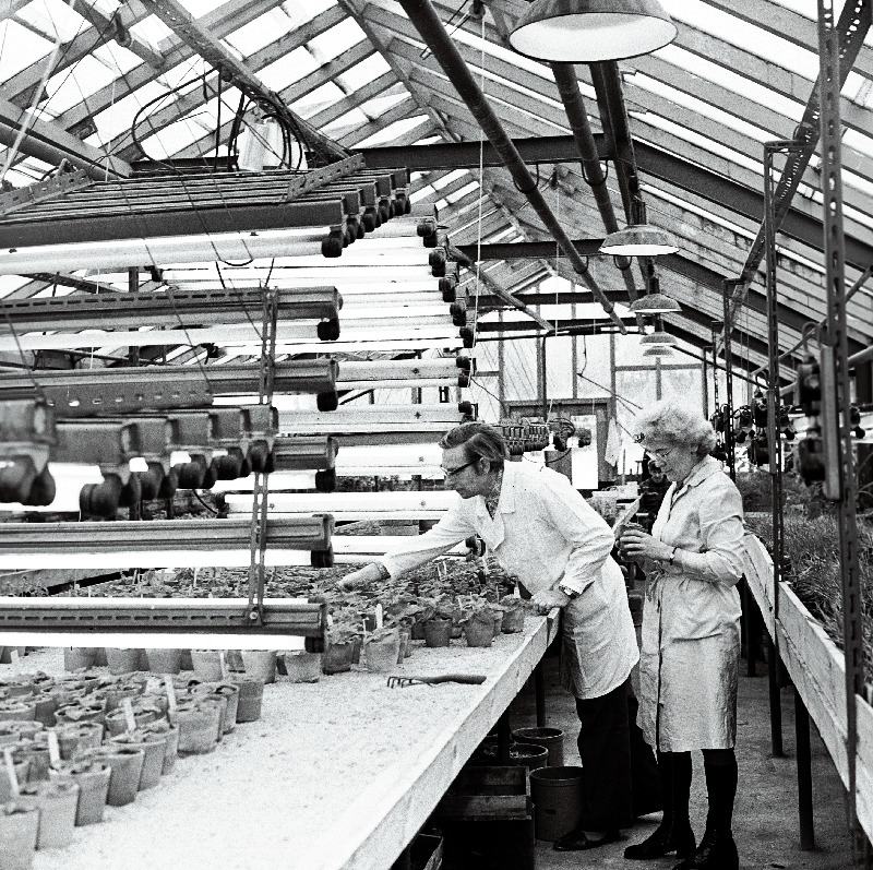 ENSV TA Eksperimentaalbioloogia Instituudi vanemteadur põllumajandusteaduste kandidaat Alfred Tiits ja insener Tiia Viru korntrollivad kasvuhoones katsetaimi.