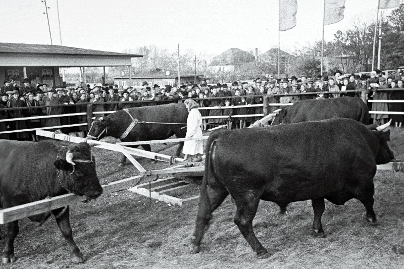Eesti NSV 2. vabariiklikul põllumajandusnäitusel eksponeeritud pullid jalutuskoplis.