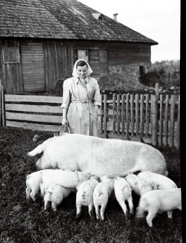 Punase Tähe kolhoosi seatalitaja Linda Muru.