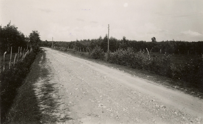 Maanteeäärsed lepikud Tuuru küla lähedal.