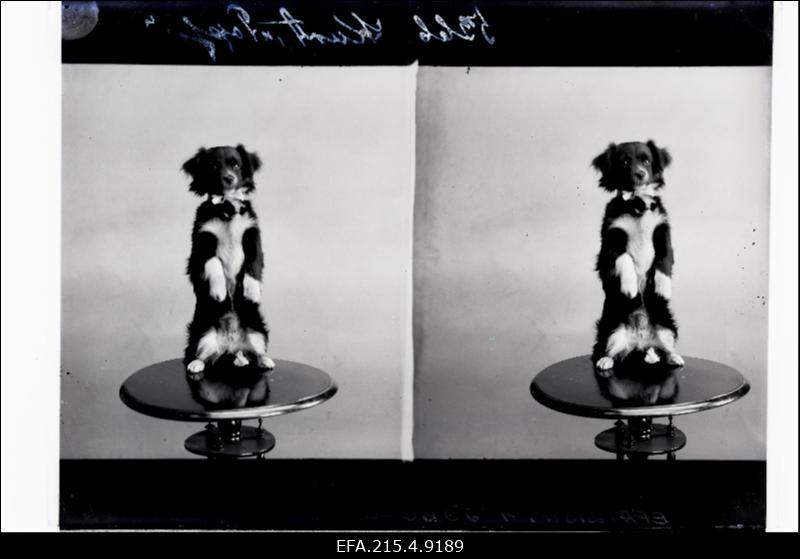 Lauakesel sitsiv väike koer, (foto tellija Kurt).