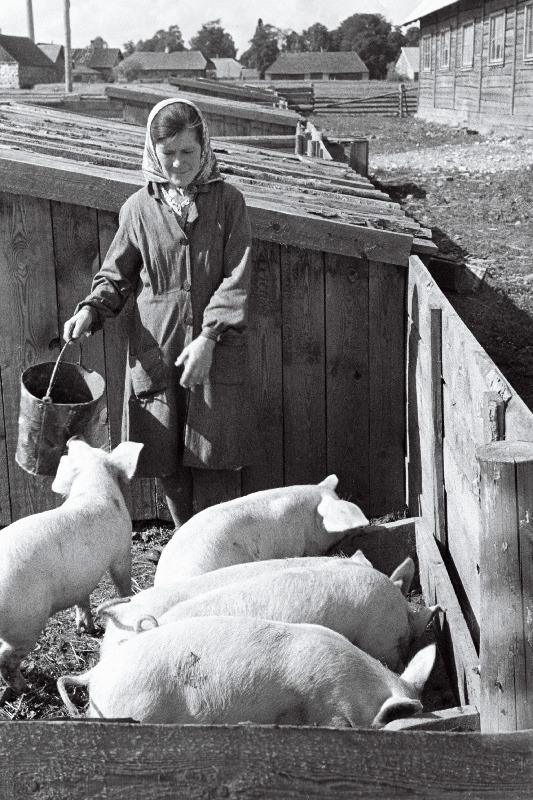 Väike-Maarja rajooni Vambola kolhoosi seatalitaja Helmi Kikerpuu.