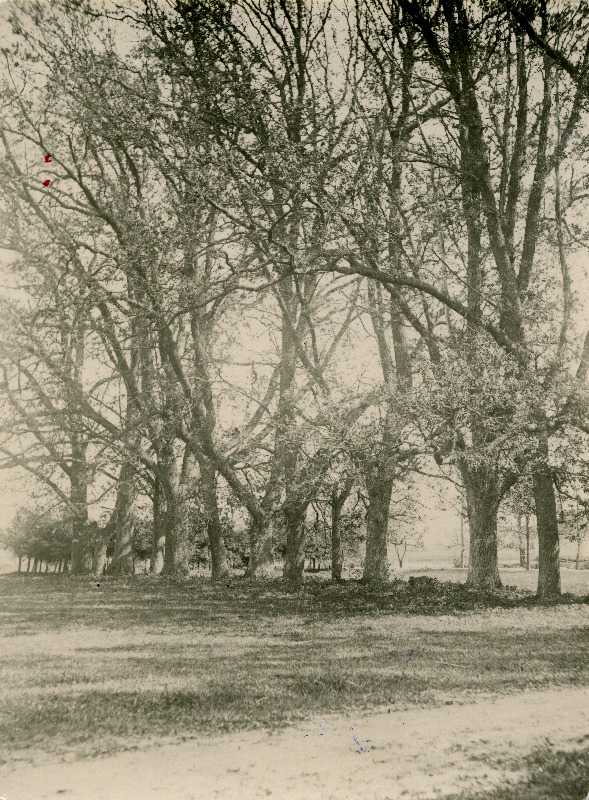 Tammed Kirna mõisa pargis.