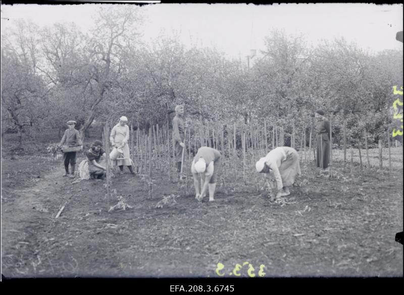 Vodja Põllutöökooli õpilased aias töötamas.