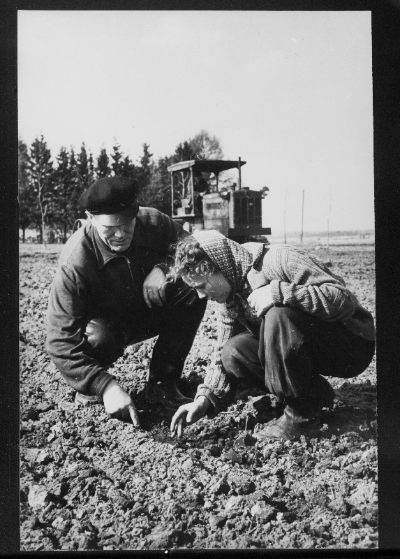 Ühistöö kolhoosi esimees Arnold Paluoja ja agronoom Liina Randmäe kontrollivad külvi kvaliteeti.
