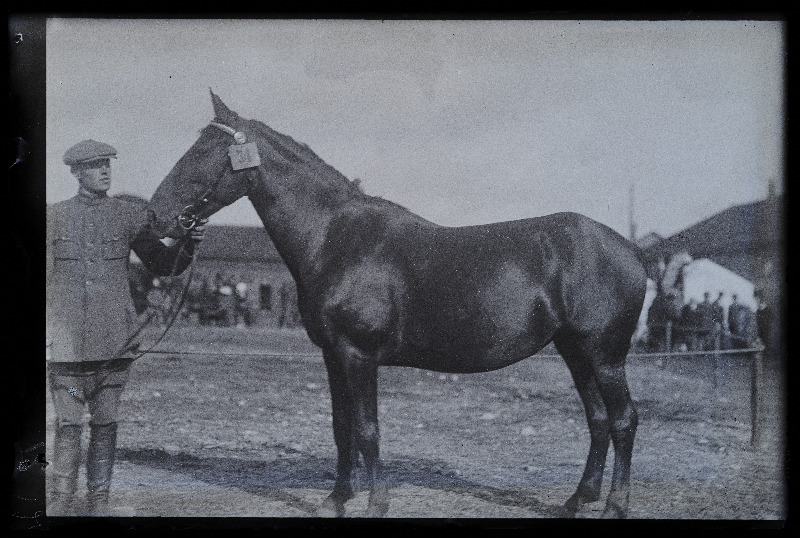 Viljandi Eesti Põllumeeste Seltsi näitus. Hobune, (negatiiv ilmutatud 27.10.1924).