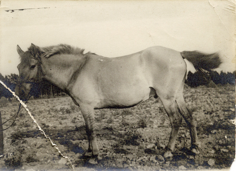 Saaremaa hobune.