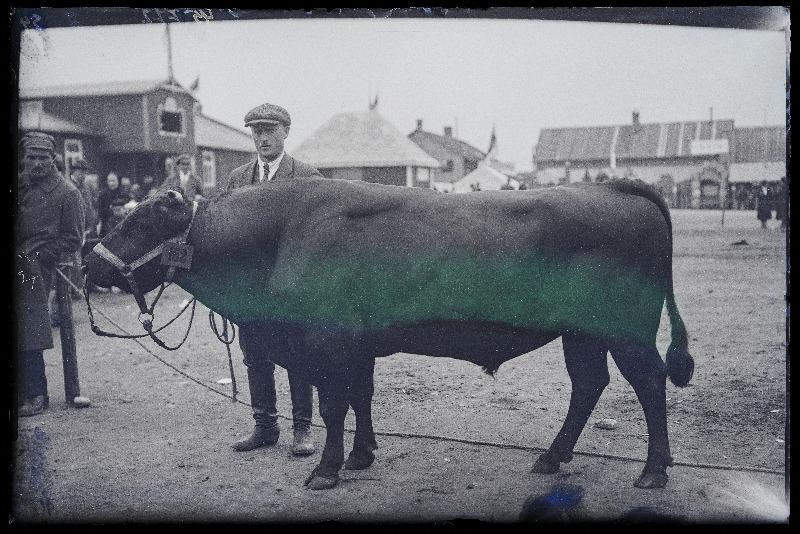 Viljandi Eesti Põllumeeste Seltsi näitus. Veis (162) omanikuga, (negatiiv ilmutatud 27.09.1925).