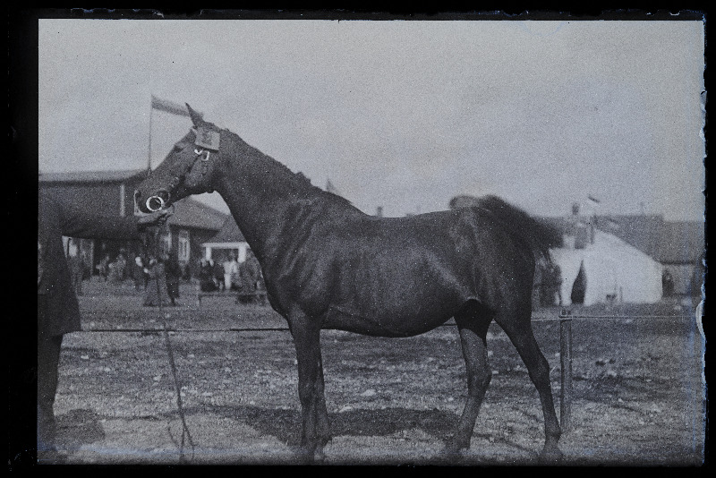 Viljandi Eesti Põllumeeste Seltsi näitus. Hobune, (negatiiv ilmutatud 27.10.1924).