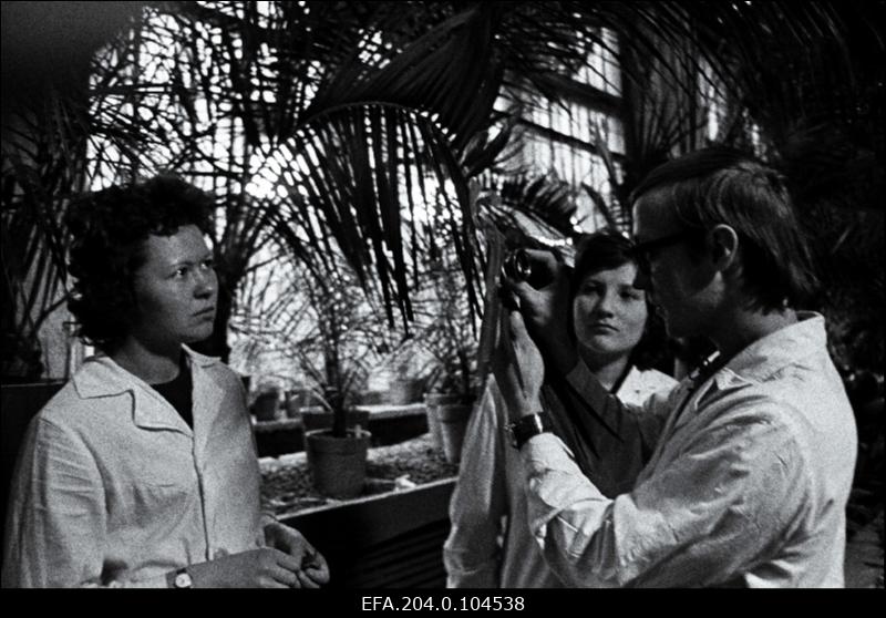 Tartu Riikliku Ülikooli IV kursuse bioloogid (vasakult) Maia Tolpinets, Marika Mänd ja Kalev Rattiste TRÜ Botaanikaaia palmide majas.