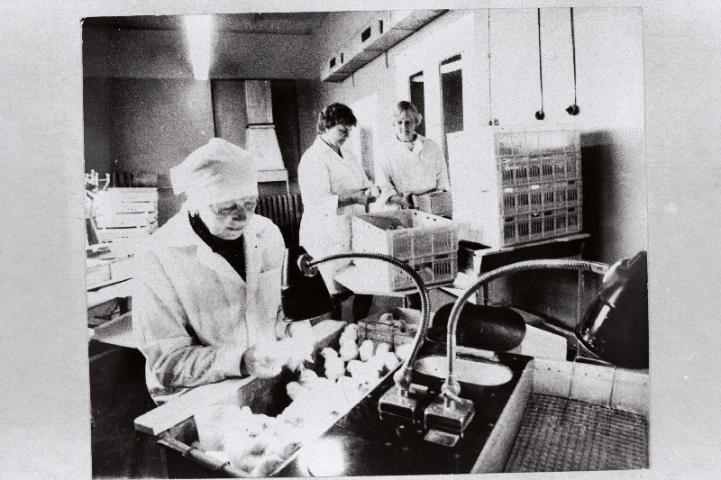 Sakala tõulinnukasvatuse selektsionäär-operaator Salme Kimmel töö juures.