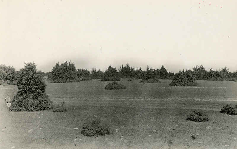 Kadakad Ausma ja Hiiesaare küla vahelisel karjamaal.