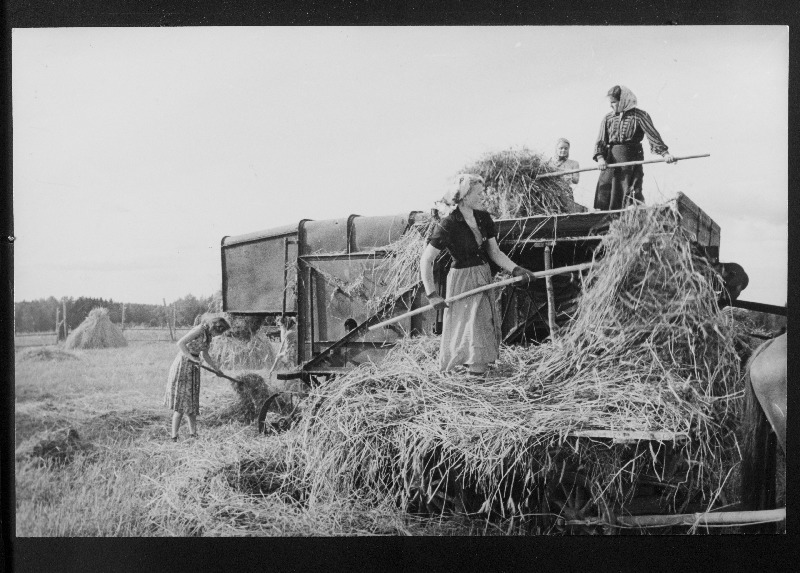TRÜ majandusteaduskonna 1. kursuse üliõpilased masindamas vilja Mitšurini nimelises kolhoosis.