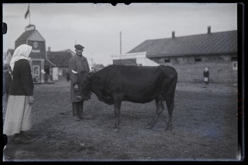 Omanik veisega Viljandi Eesti Põllumeeste Seltsi põllumajanduse, tööstuse ja käsitöö näitusel.