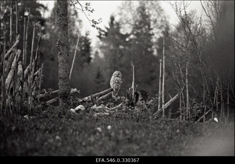 Kassikakk.
