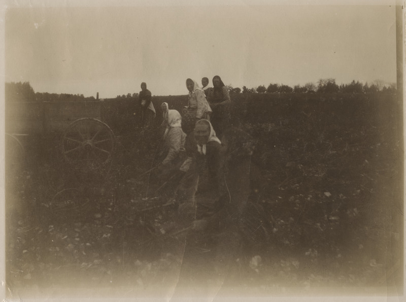 Seltskond naisi mõisapõllul kartulit võtmas