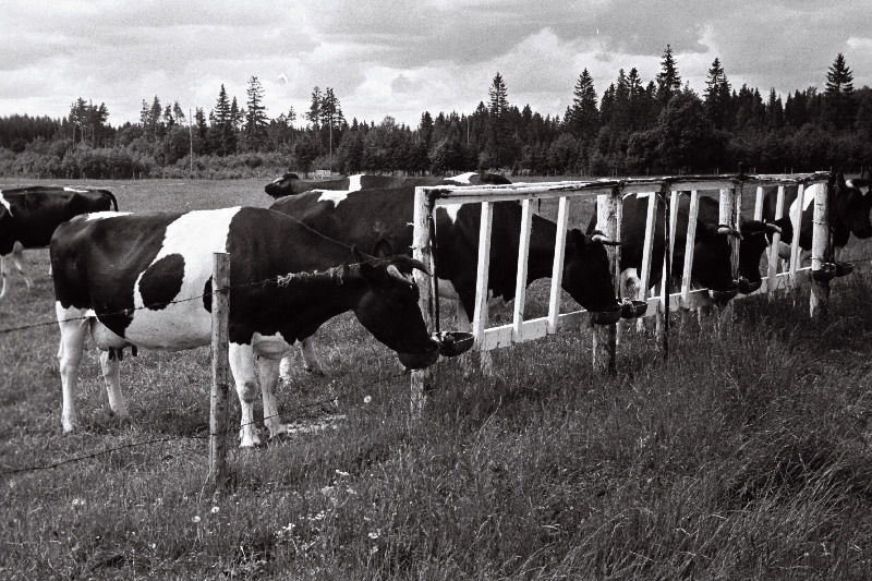 Vaade Rapla rajooni Kehtna õppekatsemajandi karjakoplile.