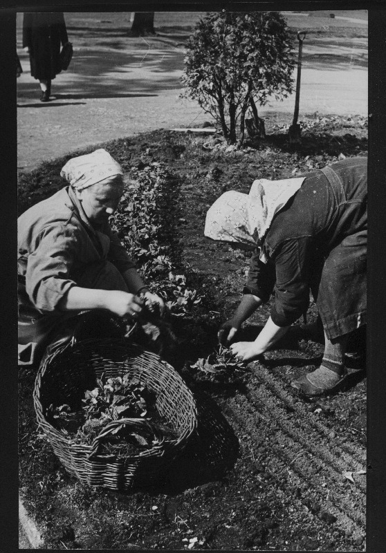 Heakorratrusti töötajad Olga Luige ja Hilda Riima Kadriorgu kevadlilli istutamas.