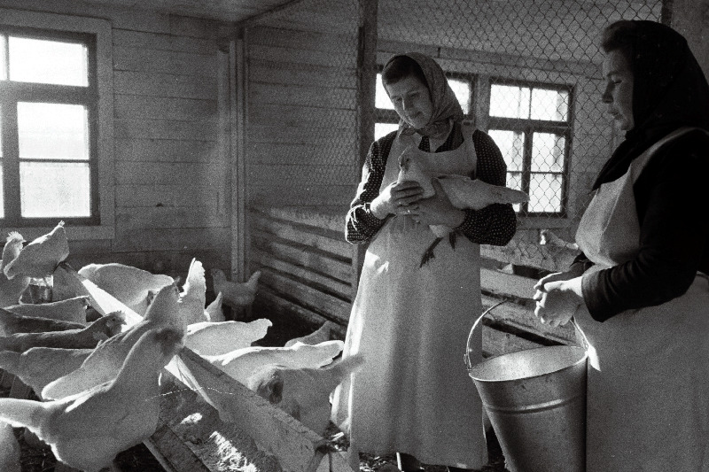 Kose rajooni Lauristini nimelise kolhoosi kanatalitaja (vasakul) E. Aljas ja F. Matvei uues kanalas.