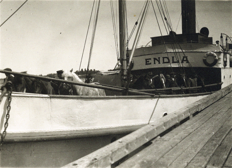 Noorhobuste transportimine Läänemaalt Hiiumaale Vohi koplisse.