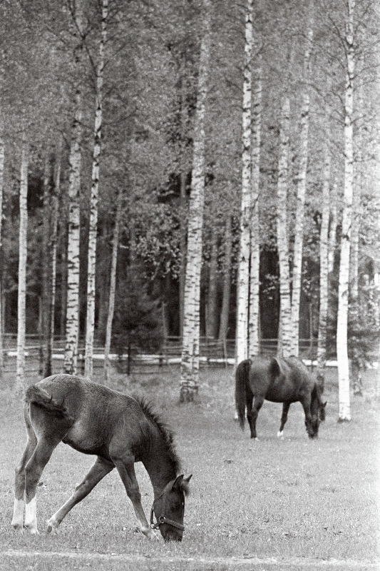 C.R. Jakobsoni Talumuuseum Kurgjal.