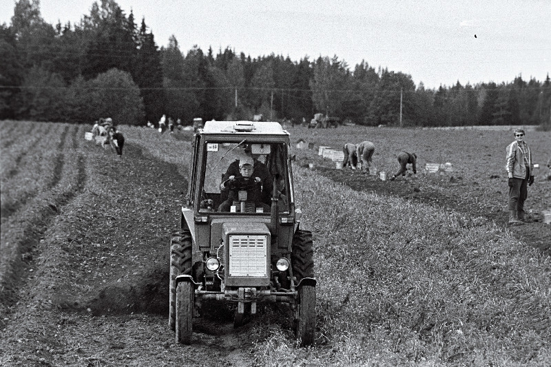 Kartulivõtmine Otepää sovhoosis.