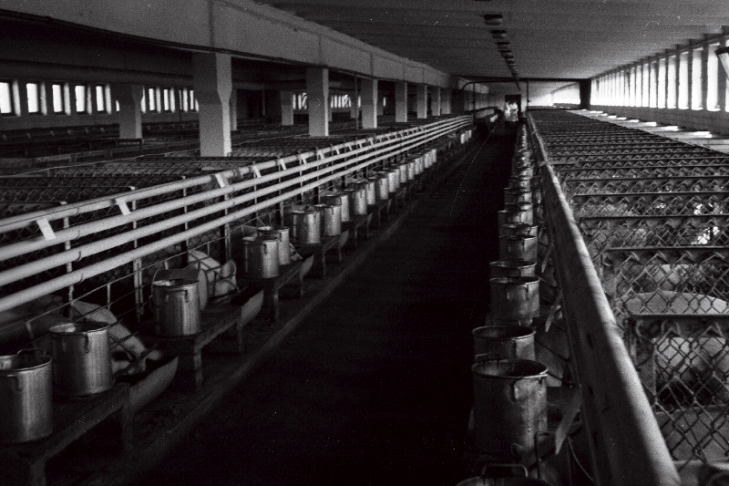 Kehtna seakasvatuse kontrollkatsejaama sigala.