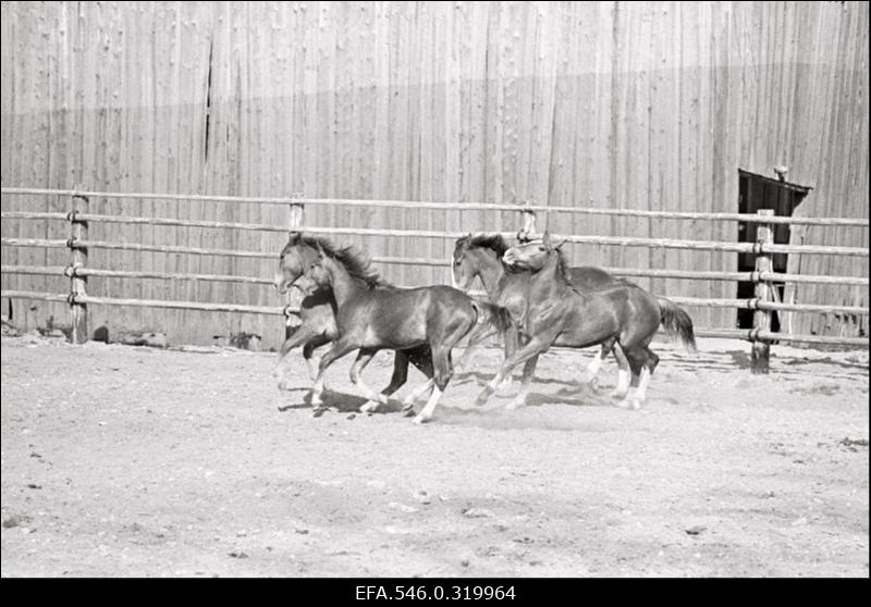 "Rahva Hääle" kolhoos, Hobusekasvatajate päev