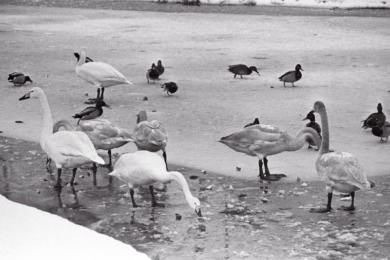 Vaade Jäneda tiigil talvituvatele lindudele.