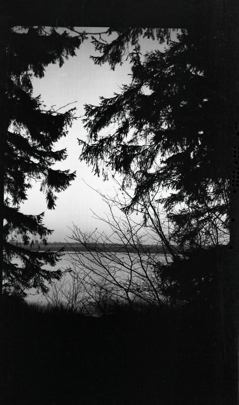 Vaade puude varjus olevale veekogule