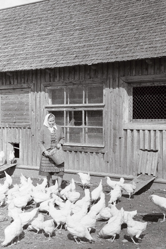 Väike-Maarja rajooni Vambola kolhoosi kanatalitaja Anna Vehik.