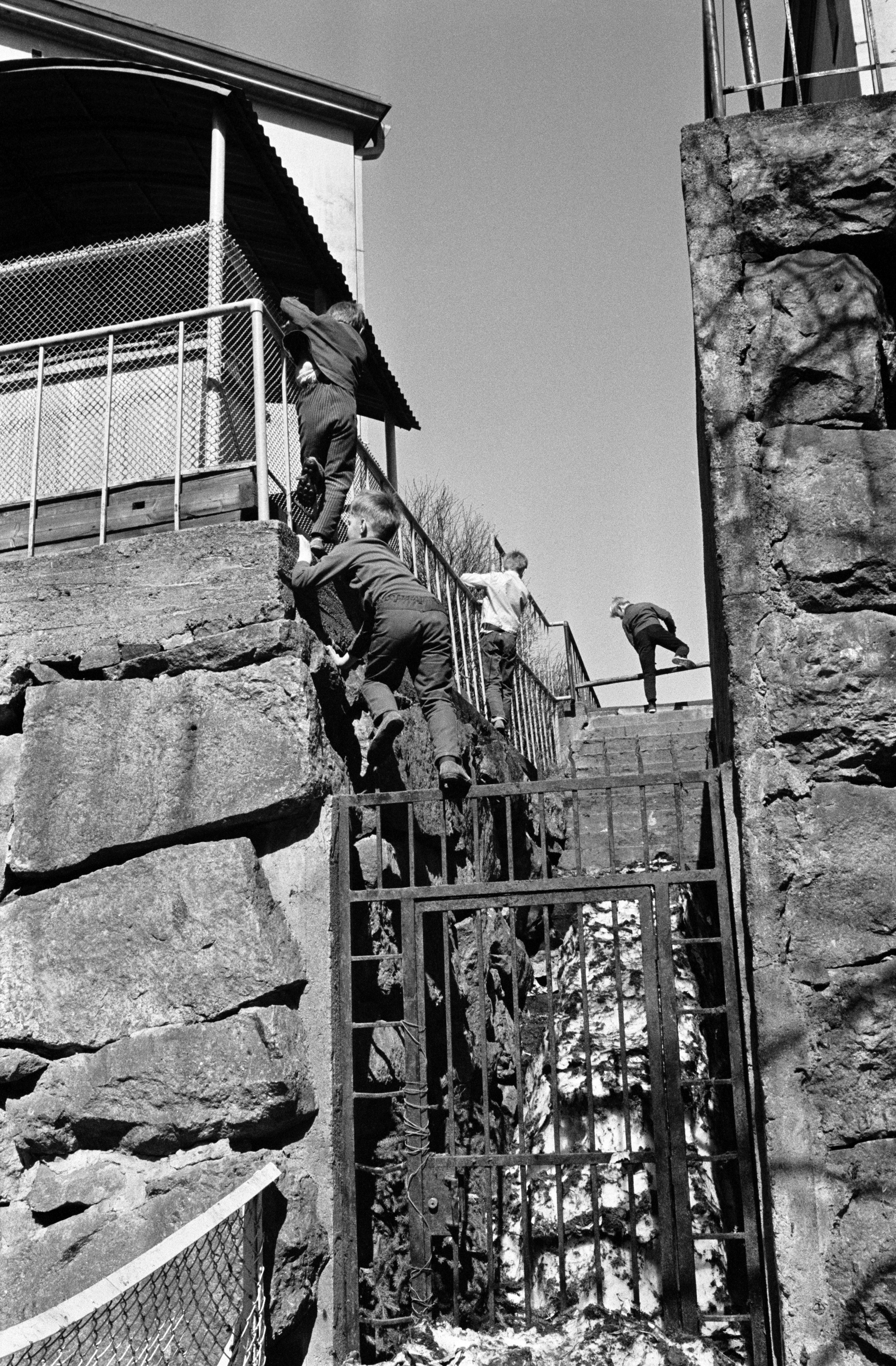 Neljä poikaa kiipeämässä Agricolankujan puistosta Torkkelinkujalle johtavien portaiden aitojen yli