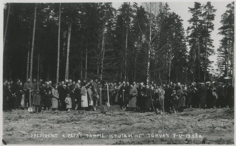 President K. Pätsi tamme istutamine Tõrva Vabaduspargis