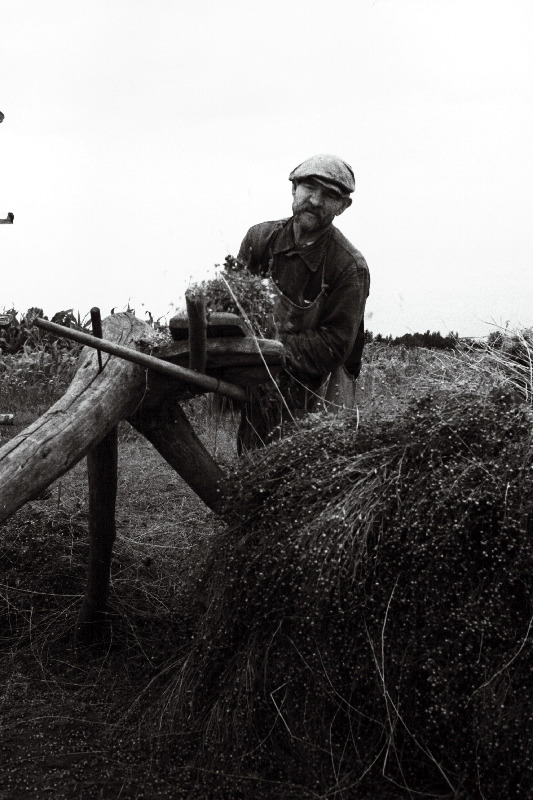 Võidu Tee kolhoosi liige August Trei lina raatsimas