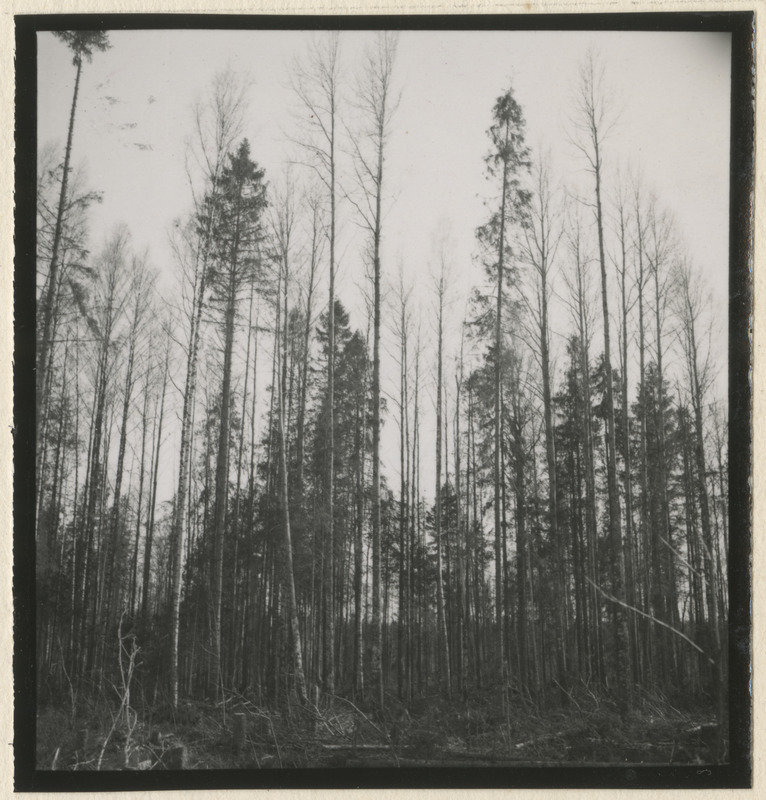 Metsateed ja raielangid metsistul