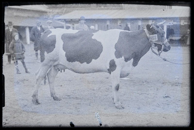 Viljandi Eesti Põllumeeste Seltsi näitus. Lehm (202), (negatiiv ilmutatud 27.09.1925).