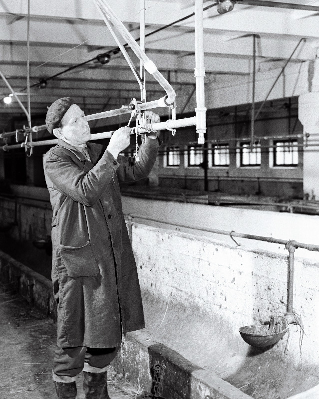 Piimatorustiku tehniline hooldamine Vinni näidissovhoostehnikumi karjalaudas.
