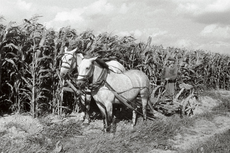 Polli Katsebaasi mais.
