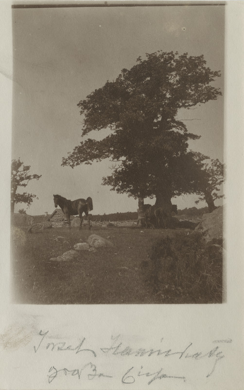 Ülesvõte saarelt. Esiplaanil suur tamm ja hobused