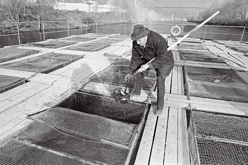 Tallinna Kalakombinaadi kalakasvatus Balti Soojuselektrijaama soojavee kanalis.