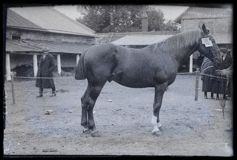 Viljandi Eesti Põllumeeste Seltsi näitusel auhinnatud hobune (111), (negatiiv ilmutatud 27.09.1925).