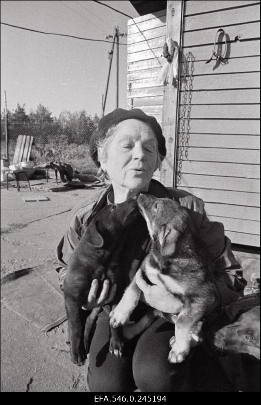Koerte varjupaigas.