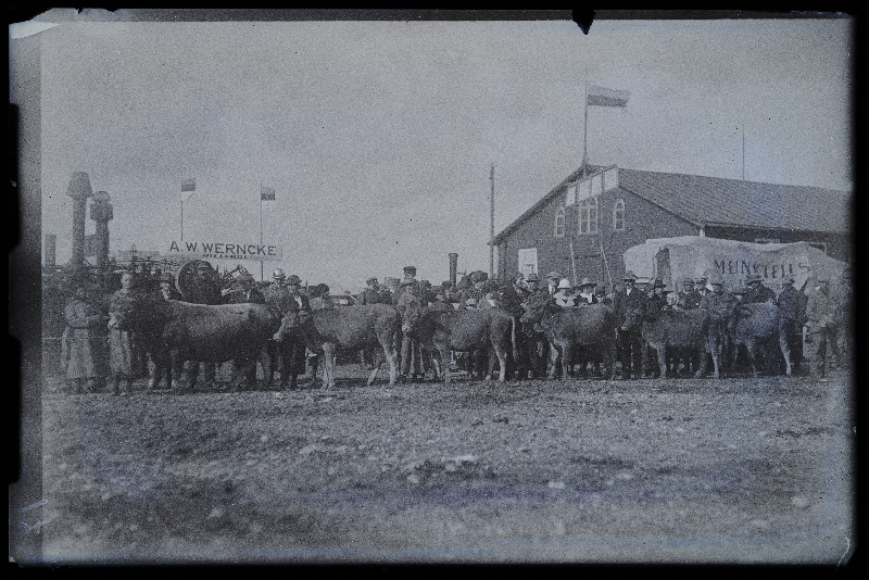 Viljandi Eesti Põllumeeste Seltsi näitus. Veised, (negatiiv ilmutatud 27.10.1924).