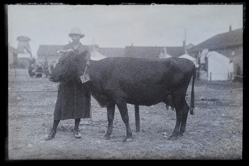 Viljandi Eesti Põllumeeste Seltsi näitus. Veis, (negatiiv ilmutatud 27.10.1924).