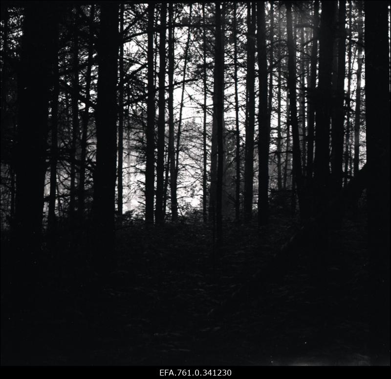 Stuudio "Tallinnfilm" muusikaline lastefilm "Nukitsamees". Stseen filmist.