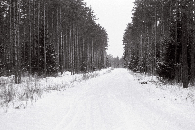 Suure-Jaani metsapunkt, metsas.