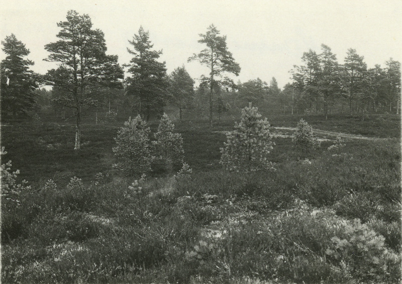 Nõmme maastik Kaivaspõllu küla juures.