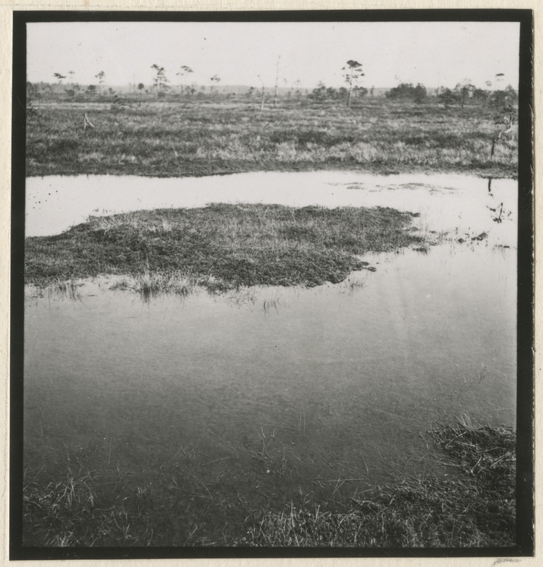 Sood ja rabad Kivinõmme metskonnas Jõhvi lähistel