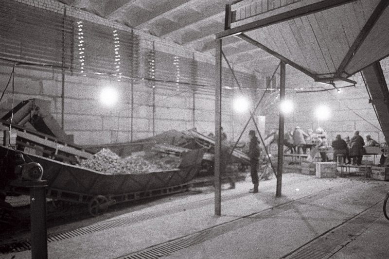 Seemnekartuli sorteerimine Rakvere rajooni Väike-Maarja kolhoosi kartulihoidlas.