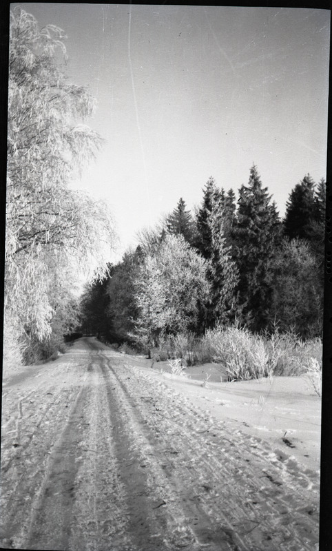 Lumine metsa viiv tee